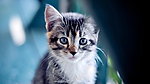 猫咪黛西