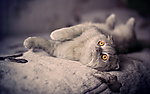 猫咪