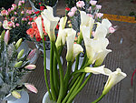 百合花
