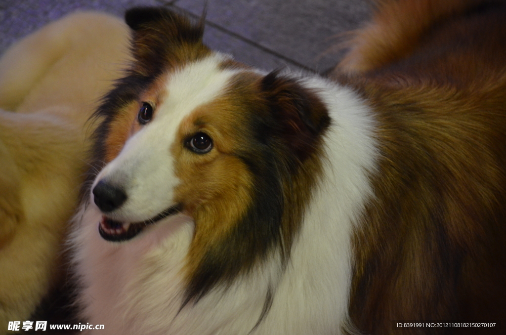 苏格兰犬