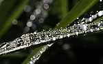 水珠