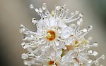 水珠花朵