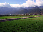 苍山下的稻田