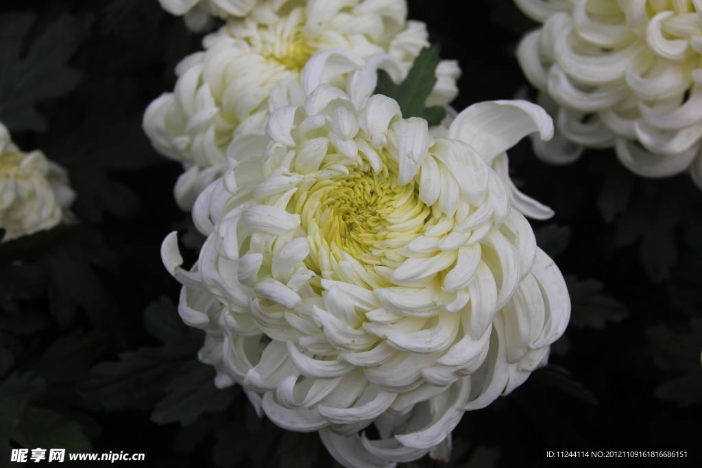 菊花