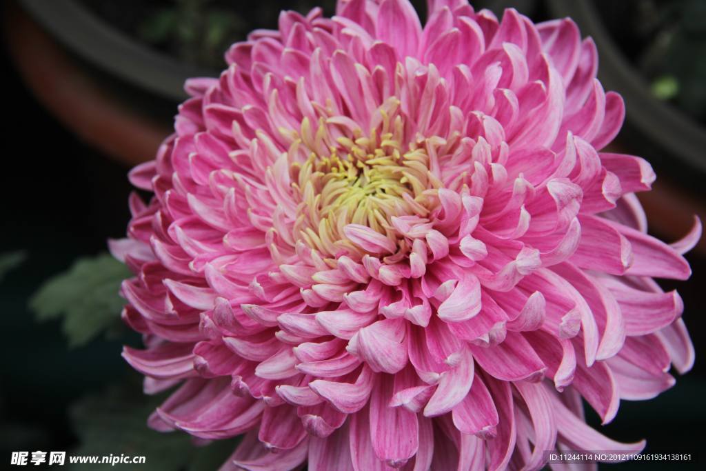 菊花