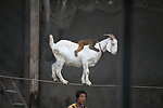 山羊走钢丝
