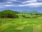 绿色田园