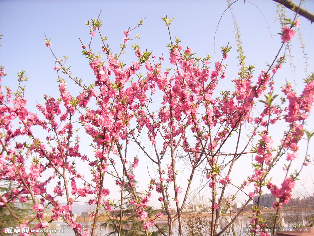 桃花盛开