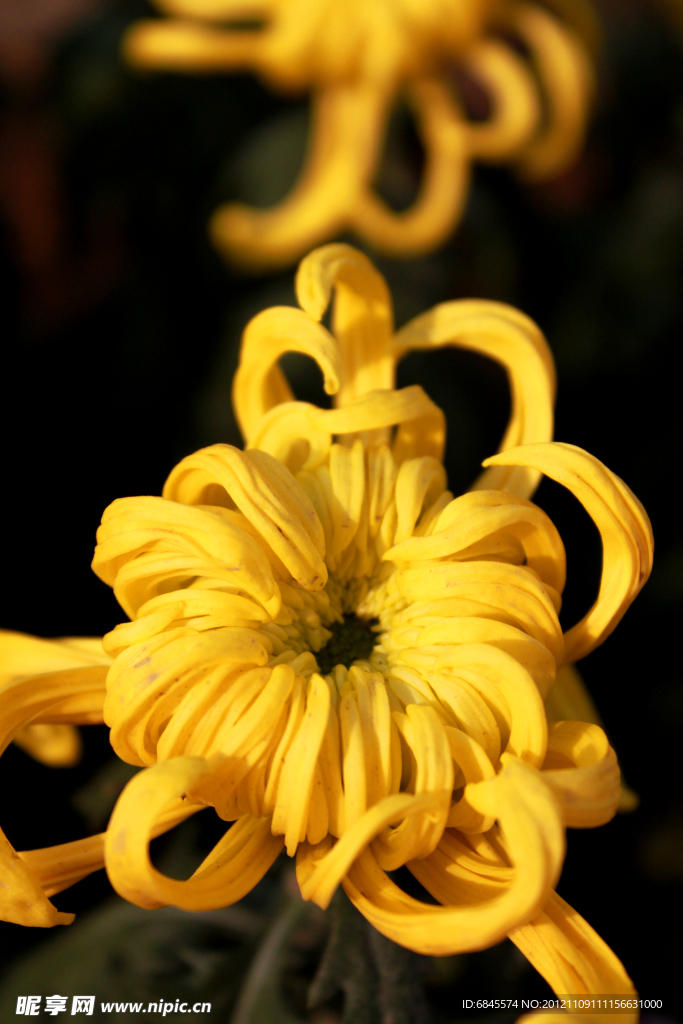 菊花