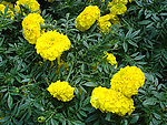 黄菊花