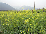 油菜花