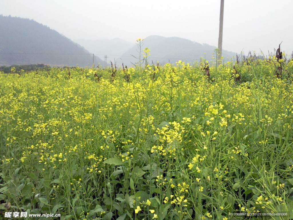 油菜花