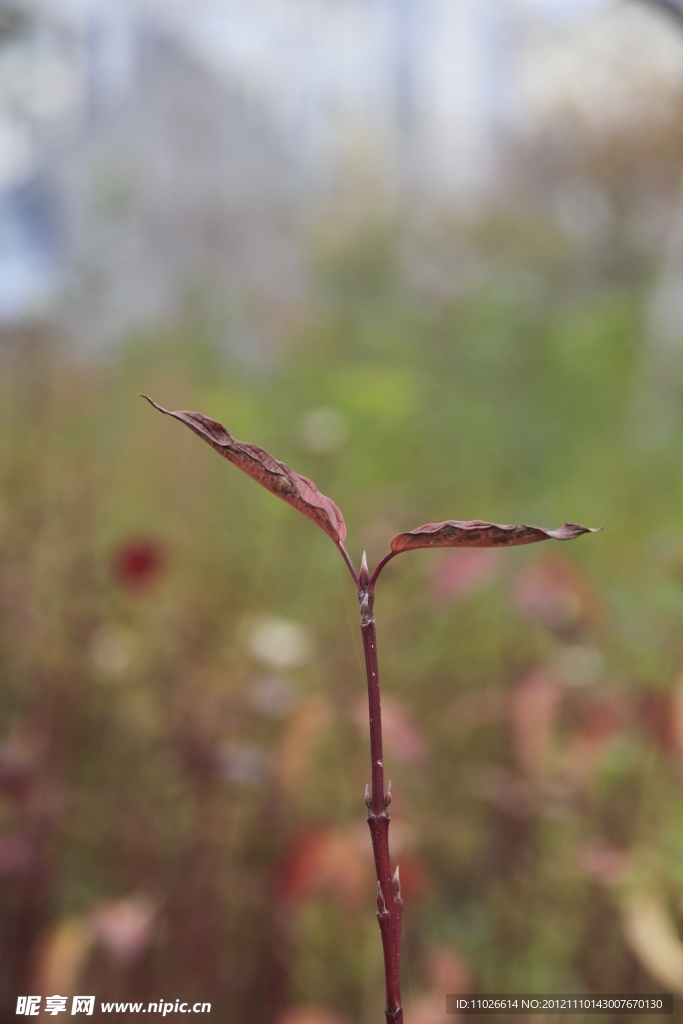 萌芽