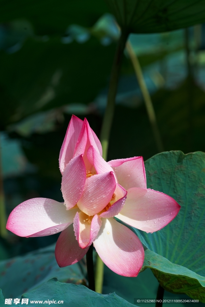 荷花
