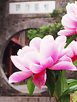 牡丹花