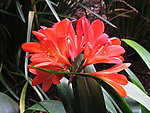 兰花