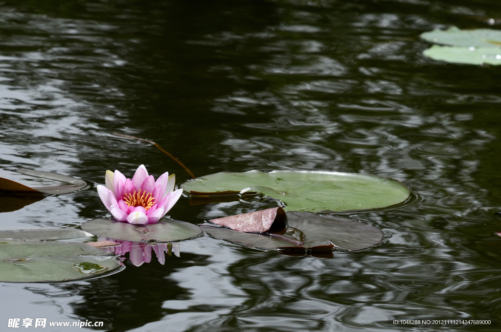 莲花