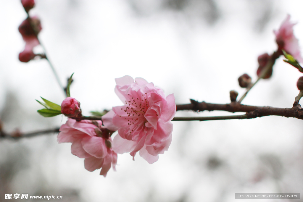 桃花