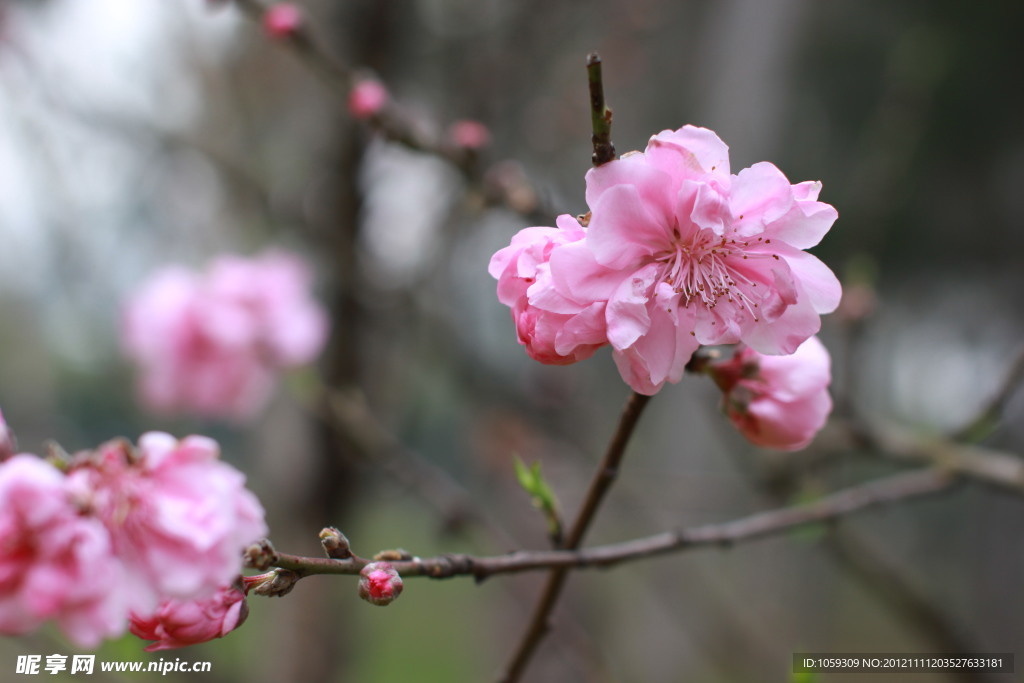 桃花