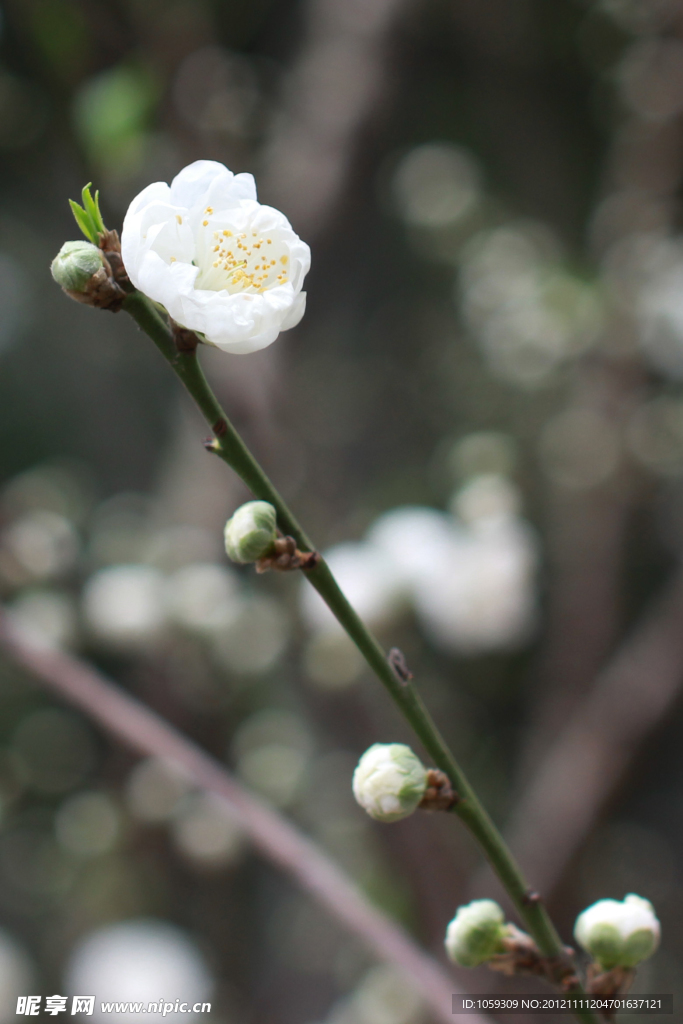 桃花