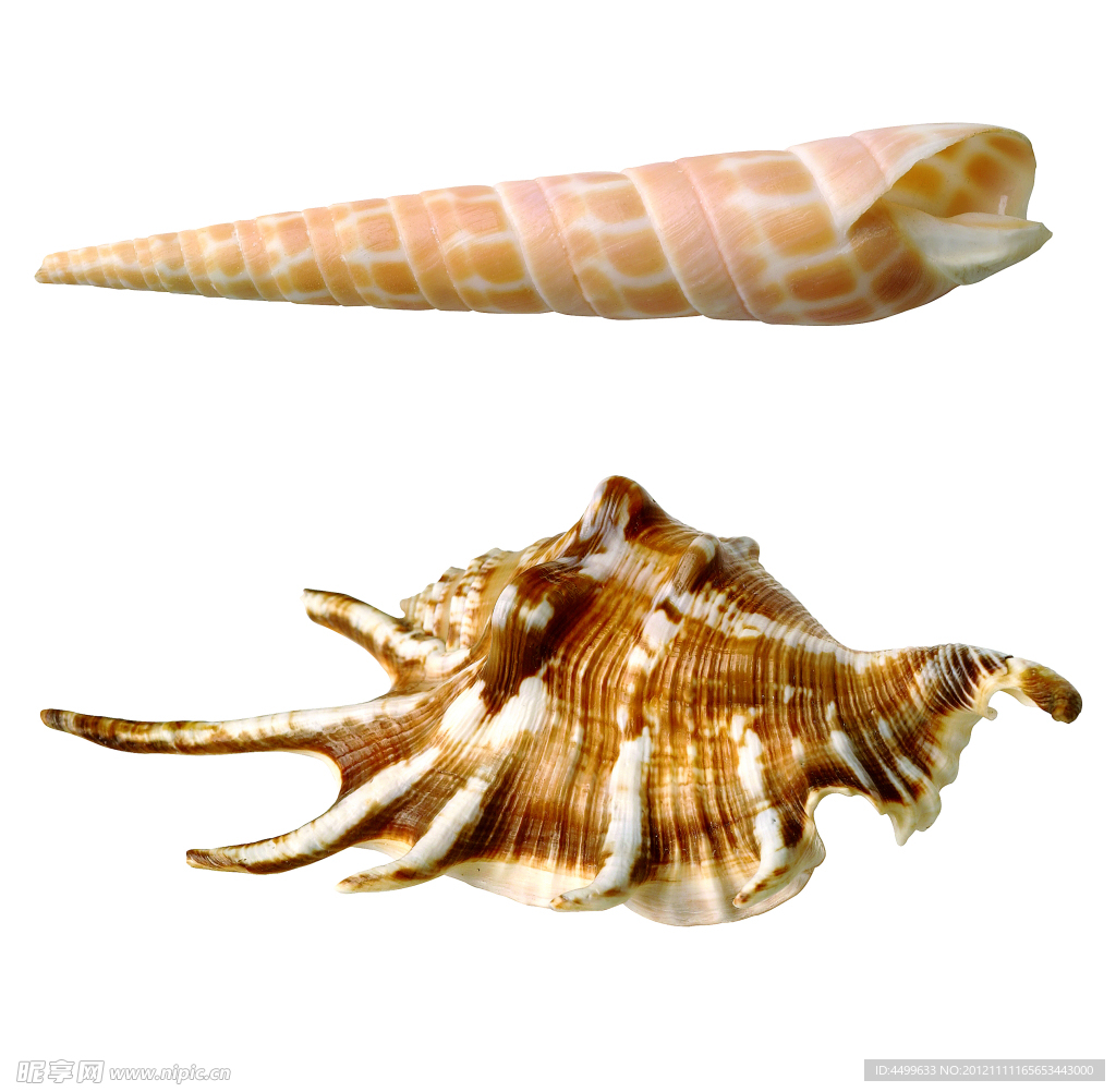 贝壳 海螺