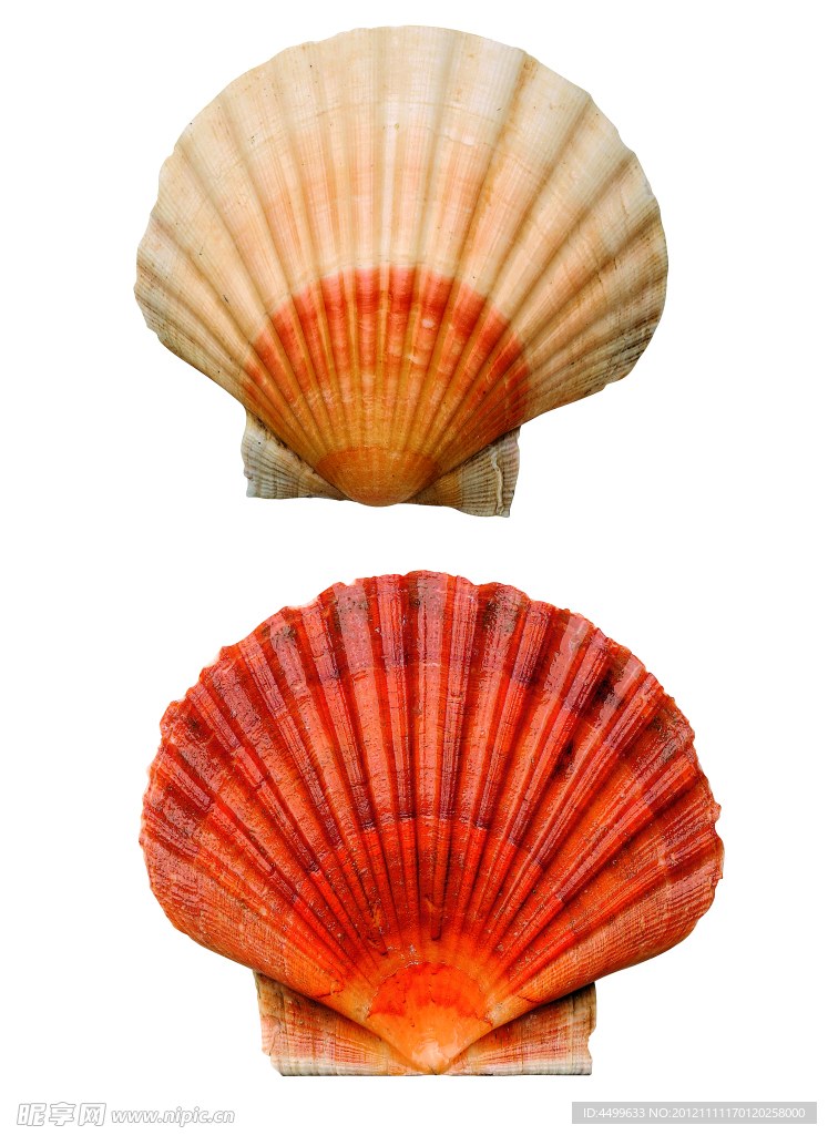贝壳 海螺