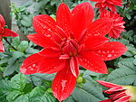 苕菊