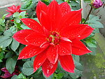 苕菊
