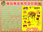 梅花鹿结构与功效图