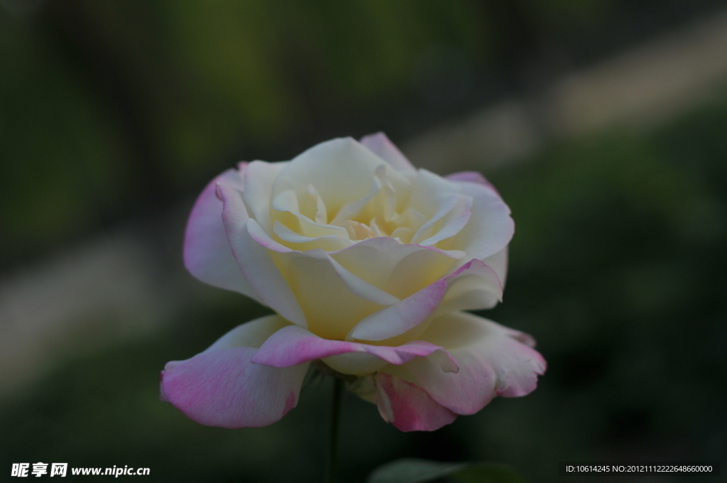 月季花