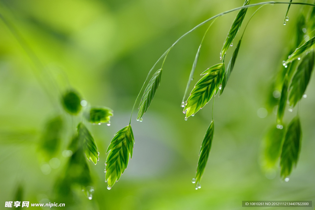 雨滴绿叶