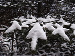 雪掌
