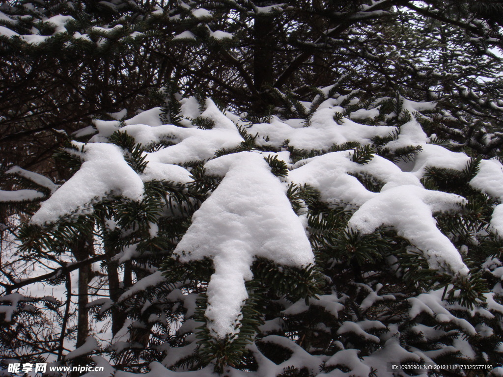 雪掌