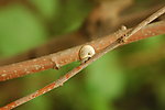 蜗牛