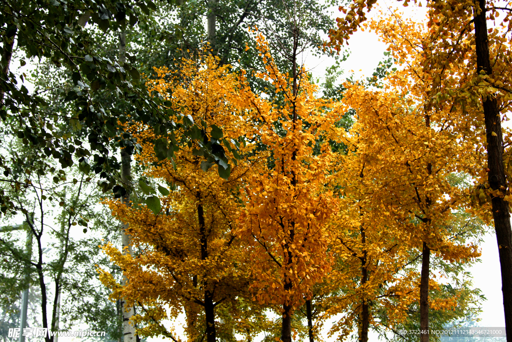 秋后银杏树