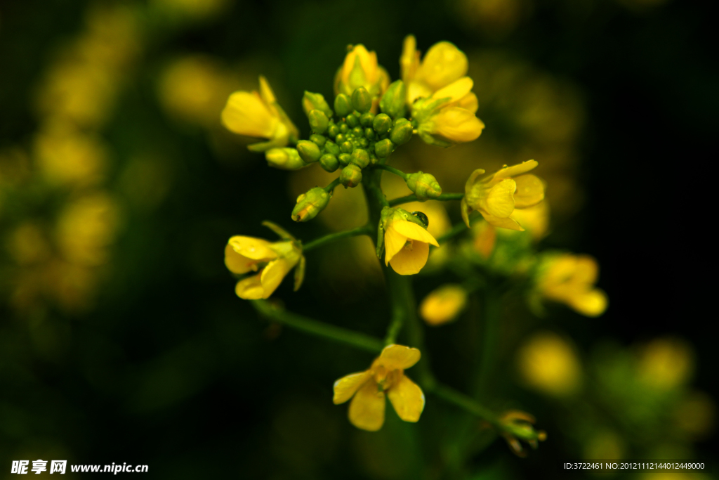 高清油菜花