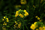 油菜花