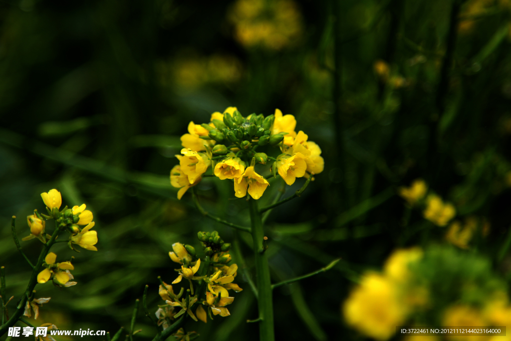 油菜花