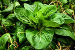 油菜