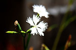 白石竹花
