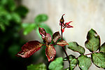月季花蕾