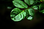 雨中月季叶