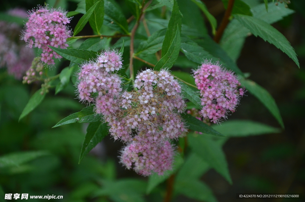 粉花绣线菊