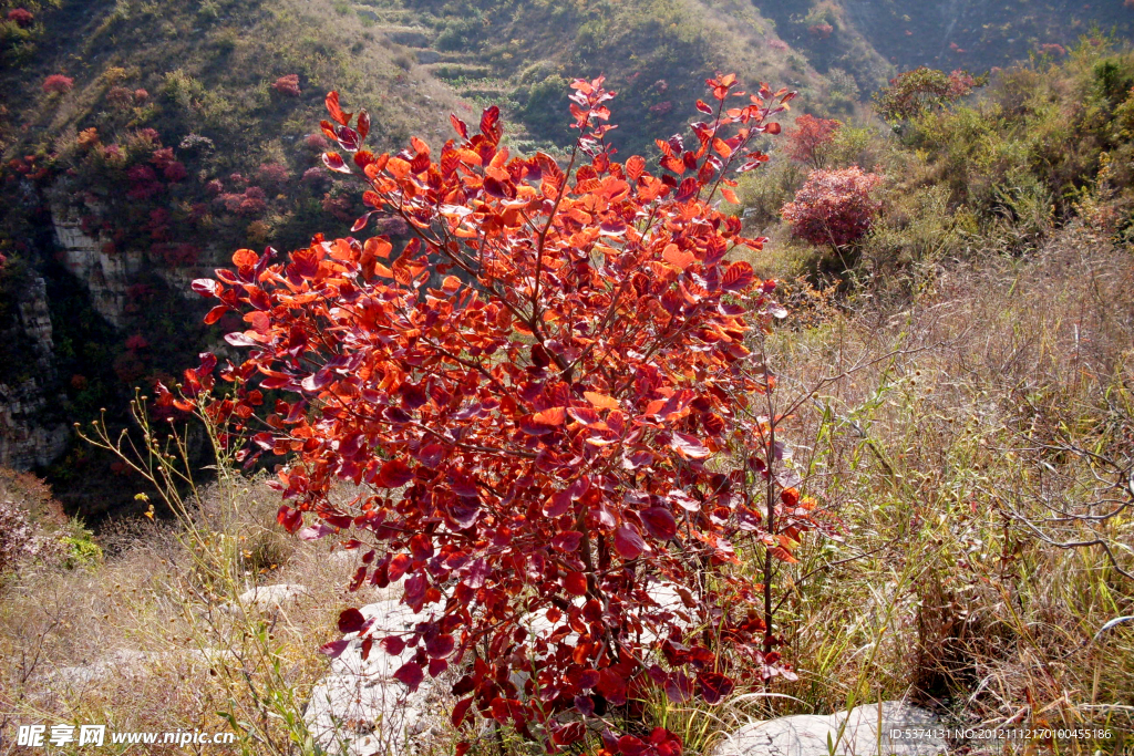 青州黄花溪