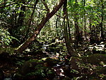 吊罗山雨林幽涧