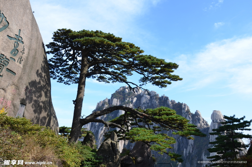 黄山 迎客松