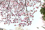 玉兰花开