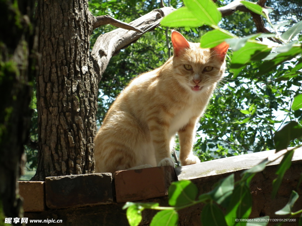 小猫
