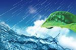 雨水 绿色生命