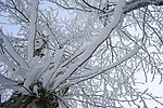 雪后树枝纹理